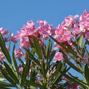 Oleander obyčajný (Nerium oleander) ružový - výška 60-80 cm, kont.C20L (-10/-12°C) VIACKMENNÝ